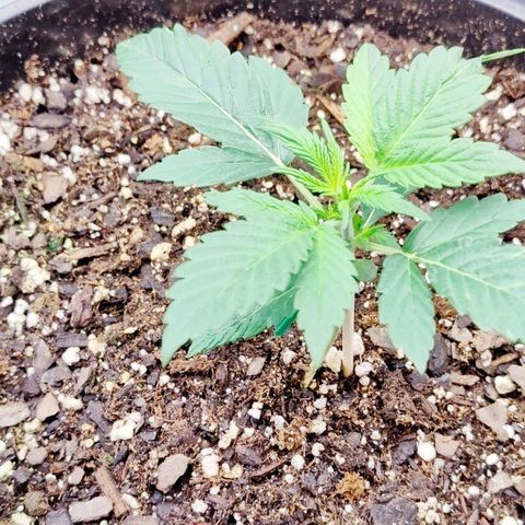 Cheesus Christ growlog timeline photo