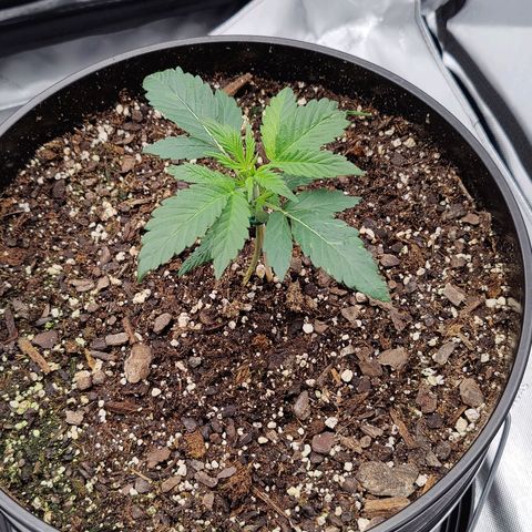 Cheesus Christ growlog timeline photo
