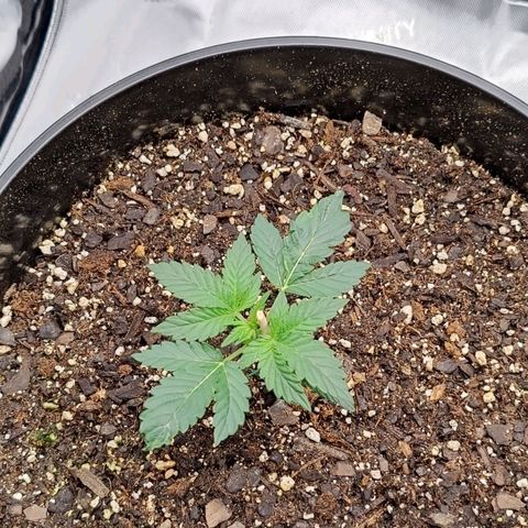 Cheesus Christ growlog timeline photo
