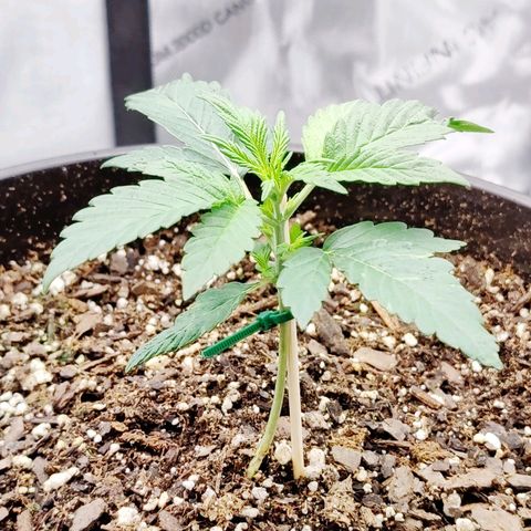 Cheesus Christ growlog timeline photo