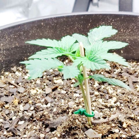 Cheesus Christ growlog timeline photo