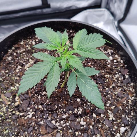 Cheesus Christ growlog photo: Pheno 1