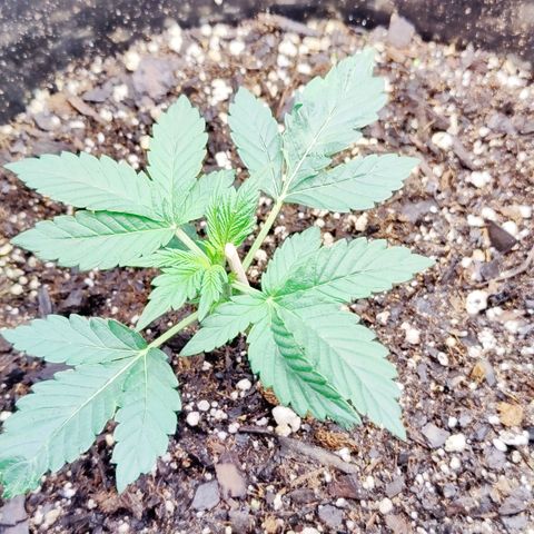 Cheesus Christ growlog photo: Pheno 2