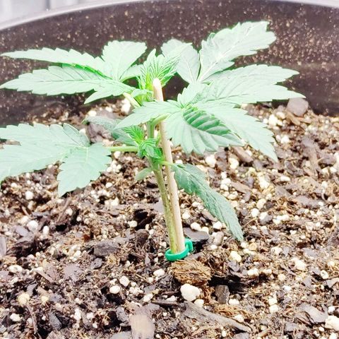 Cheesus Christ growlog photo: Pheno 2