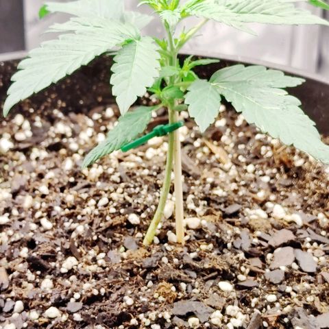 Cheesus Christ growlog photo: Pheno 1
