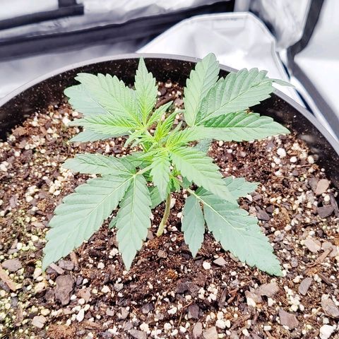 Cheesus Christ growlog timeline photo