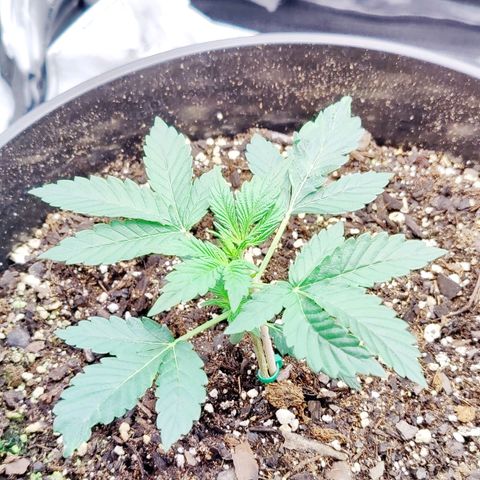 Cheesus Christ growlog timeline photo