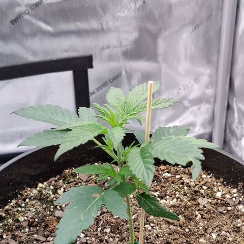 Cheesus Christ growlog timeline photo