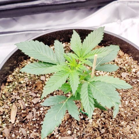 Cheesus Christ growlog timeline photo