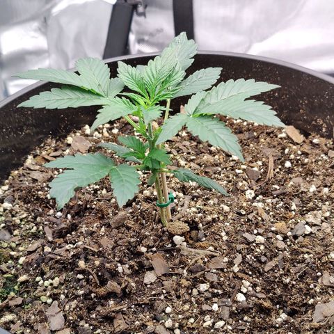 Cheesus Christ growlog timeline photo