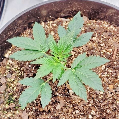 Cheesus Christ growlog timeline photo