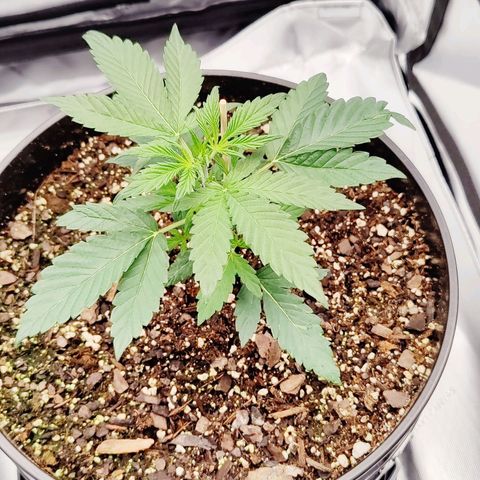 Cheesus Christ growlog timeline photo