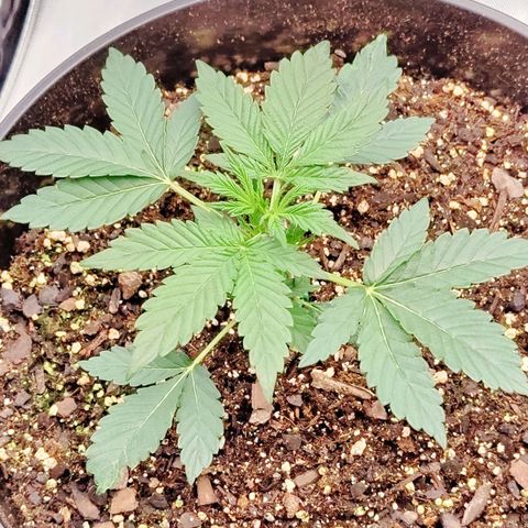 Cheesus Christ growlog timeline photo