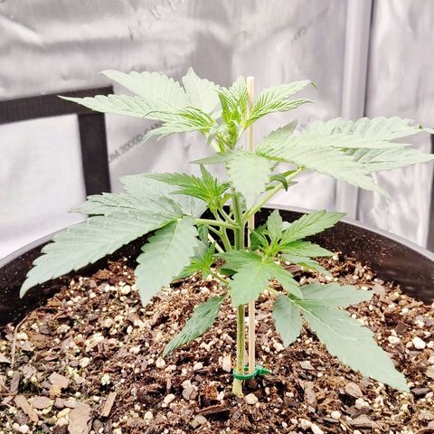 Cheesus Christ growlog timeline photo