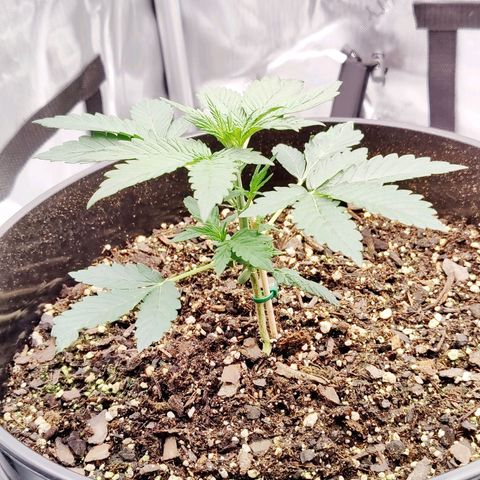 Cheesus Christ growlog timeline photo