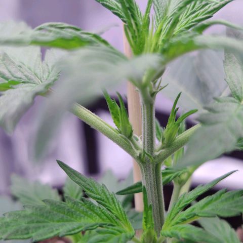 Cheesus Christ growlog photo: Pistils