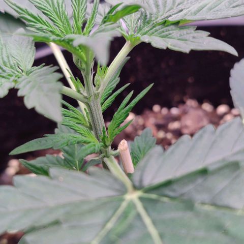 Cheesus Christ growlog photo: Pistils