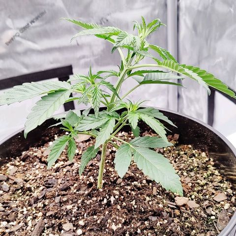 Cheesus Christ growlog timeline photo