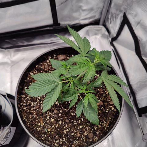Cheesus Christ growlog timeline photo