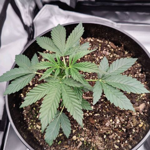 Cheesus Christ growlog timeline photo