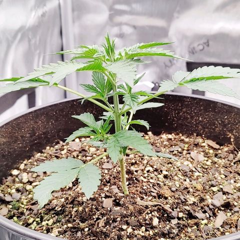 Cheesus Christ growlog timeline photo