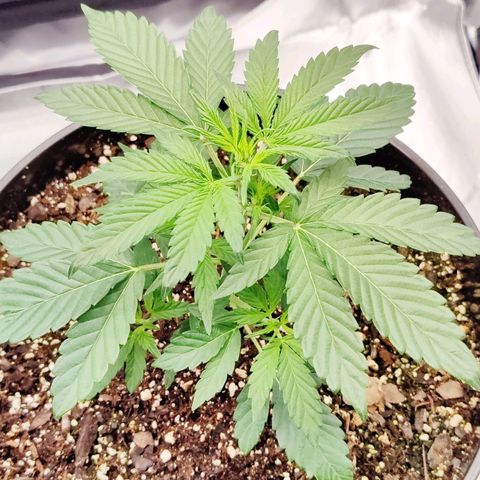 Cheesus Christ growlog timeline photo