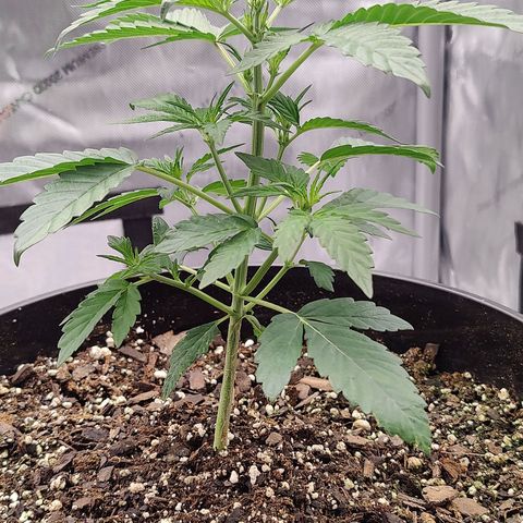 Cheesus Christ growlog timeline photo