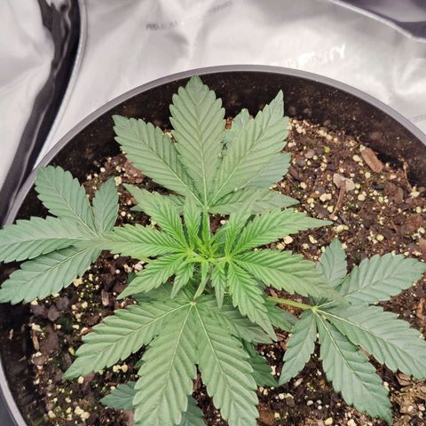 Cheesus Christ growlog timeline photo