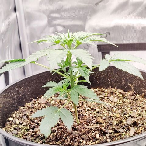 Cheesus Christ growlog timeline photo