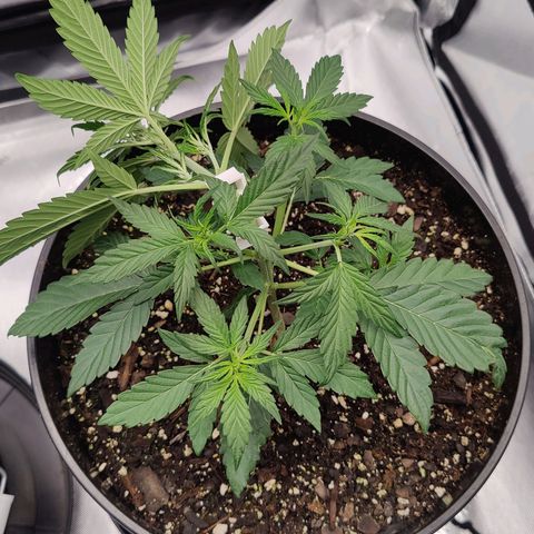 Cheesus Christ growlog timeline photo