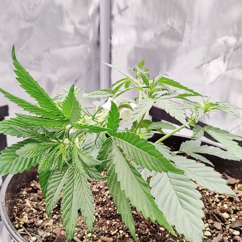 Cheesus Christ growlog timeline photo
