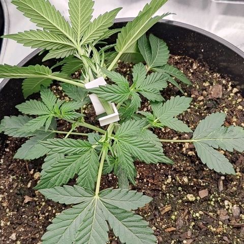 Cheesus Christ growlog timeline photo