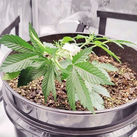 Cheesus Christ growlog timeline photo