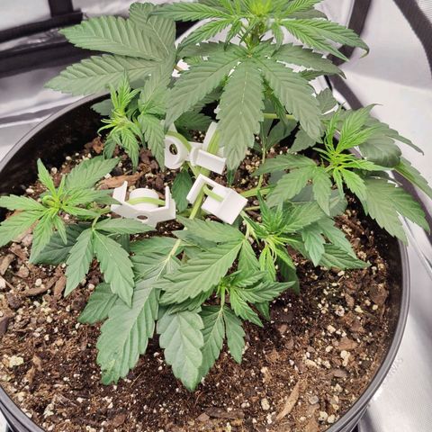 Cheesus Christ growlog timeline photo