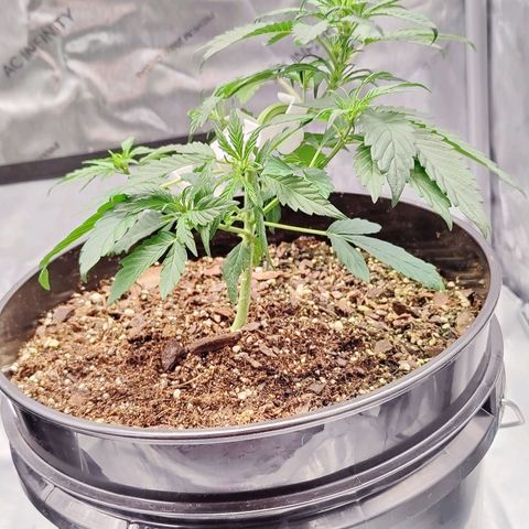 Cheesus Christ growlog timeline photo