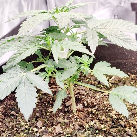 Cheesus Christ growlog timeline photo