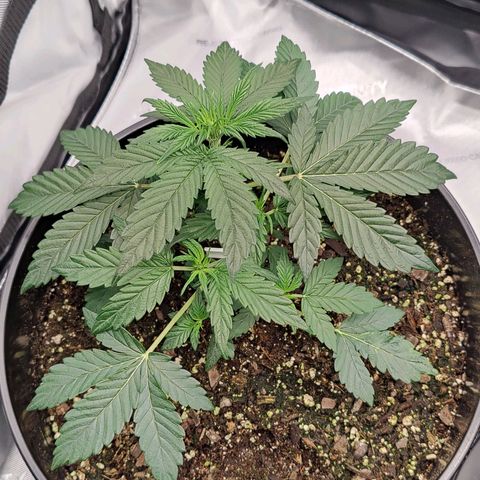 Cheesus Christ growlog timeline photo