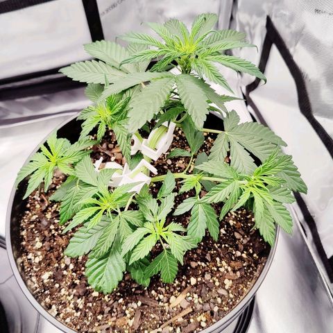 Cheesus Christ growlog timeline photo