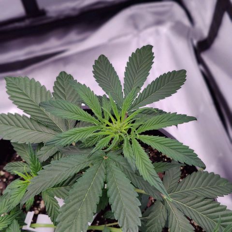 Cheesus Christ growlog timeline photo