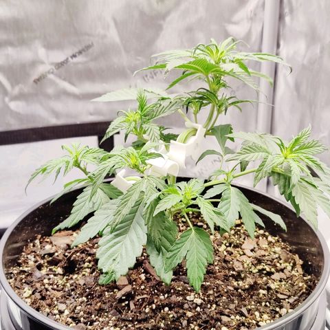 Cheesus Christ growlog timeline photo