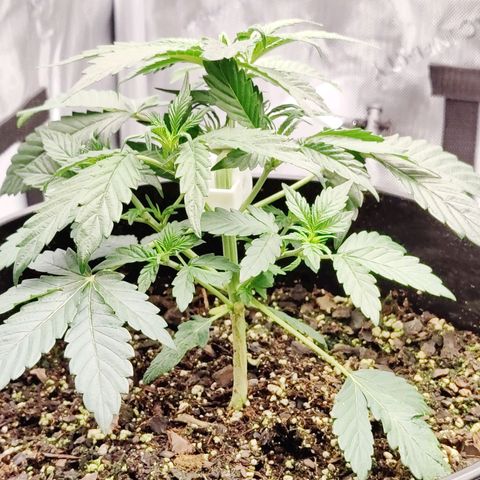 Cheesus Christ growlog timeline photo