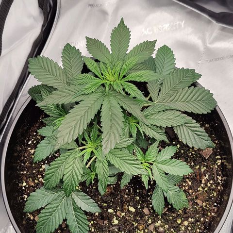 Cheesus Christ growlog timeline photo