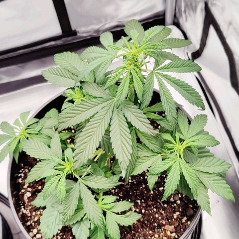 Cheesus Christ growlog timeline photo