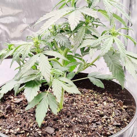 Cheesus Christ growlog timeline photo