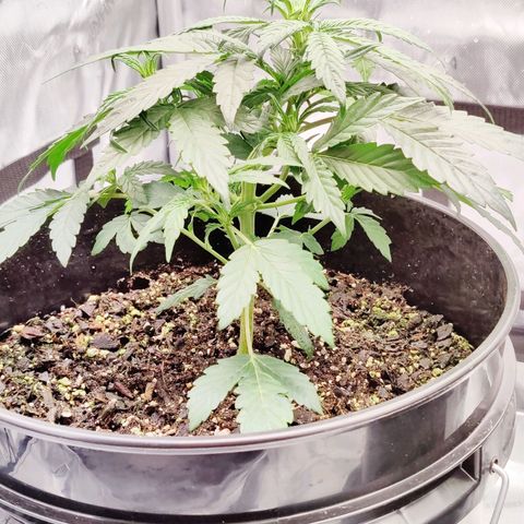 Cheesus Christ growlog timeline photo