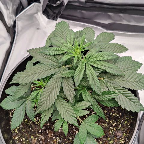 Cheesus Christ growlog timeline photo