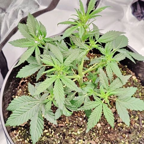 Cheesus Christ growlog photo: #2