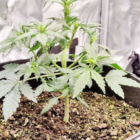 Cheesus Christ growlog photo: #2