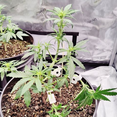 Cheesus Christ growlog photo: #1