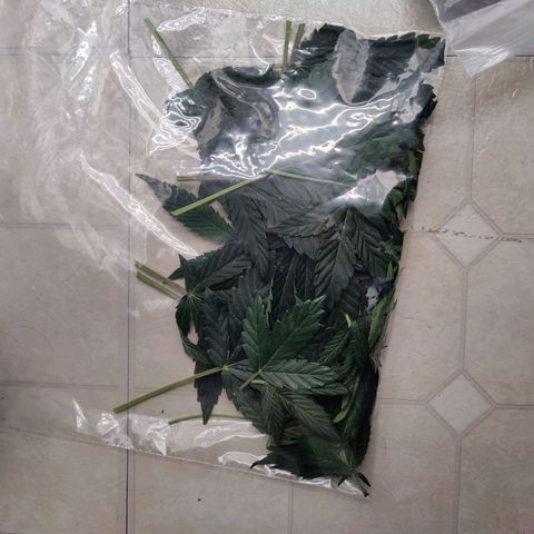 Cheesus Christ growlog photo: Defoliation both ladies.